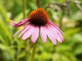 Prairie Purple