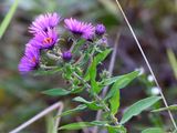 Opening Aster