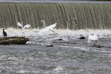 Egrets Everywhere
