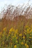 Goldenrod and Grass