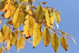 Autumn Gold