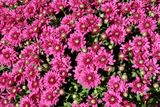 October Blooms