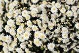 Fall Flowers