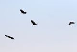 As the Crow Flies