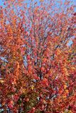 Autumn Red