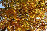 Fall Hickory