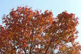 Autumn Ash