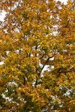 Leaves of Gold