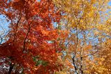 Shades of the Spectrum
