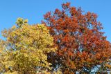 Competing Color
