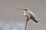 Little Hummer