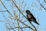 Casing Crow