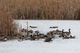 Gaggle of Geese