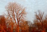 November Forest