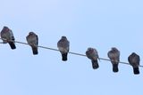 Tired on the Wire