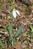 Spring Sprout