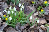 Early Blooms