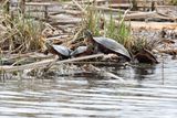 Spring Turtles