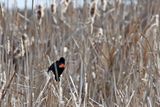 Calling from the Cattails
