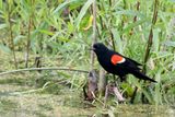 Wetland Blackbird