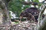 Feeding Time