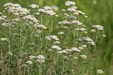 Prairie Plant