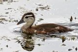 Little Duck