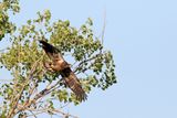 Free of the Nest
