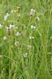 Tall Clover