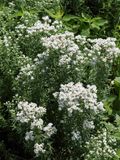 White Wildflower