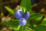 Prairie Wildflower