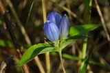 Blue Beauty
