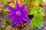 Clematis jackmanni first bloom
