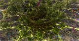 Lime Vines