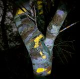 Lichens On Tree Under UV