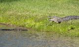 Alligator Standoff