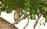 Wryneck