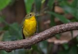 Green-backed Flycatcher