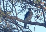 Crested Goshawk
