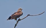 Brahminy Kite