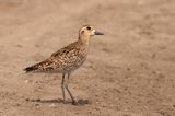 Pacific Golden Plover