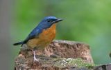 Large Blue Flycatcher