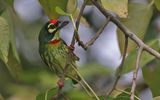 Coppersmith Barbet