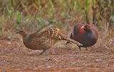 Humes Pheasant