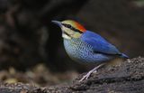 Blue Pitta