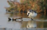 Spoon-billed Sandpiper