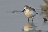 Spoon-billed Sandpiper