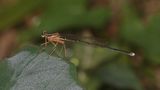Black-kneed Featherleg (Pseudocopera ciliata)