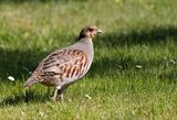 Gray Partridge (Rapphna)