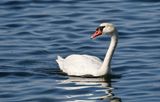 Mute Swan (Knlsvan)